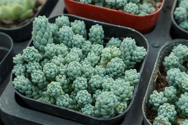 什么是景天科植物?景天科植物有哪些?
