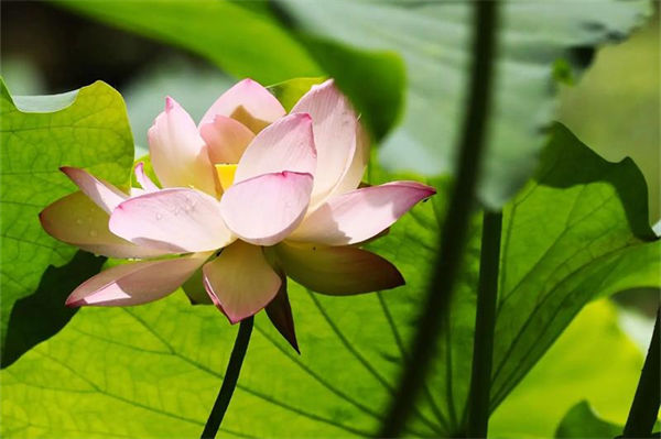 夏天开的花有什么?