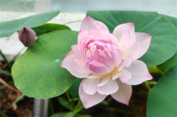 碗莲的种植方法是什么?