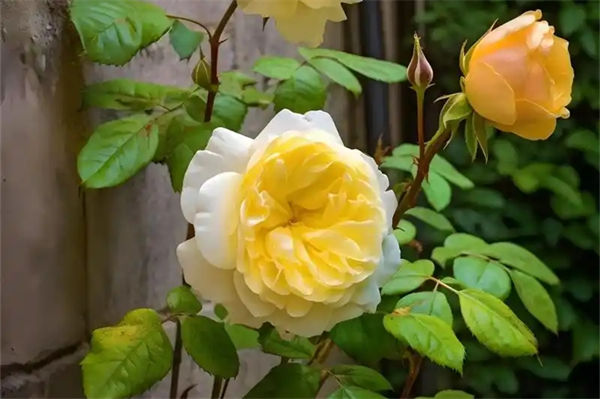 黄玫瑰的花语是什么意思?