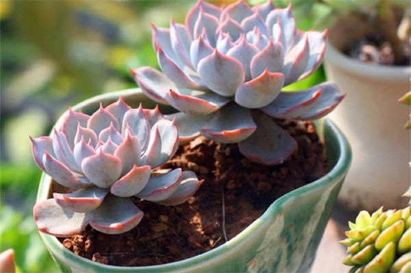 石莲花怎么养?