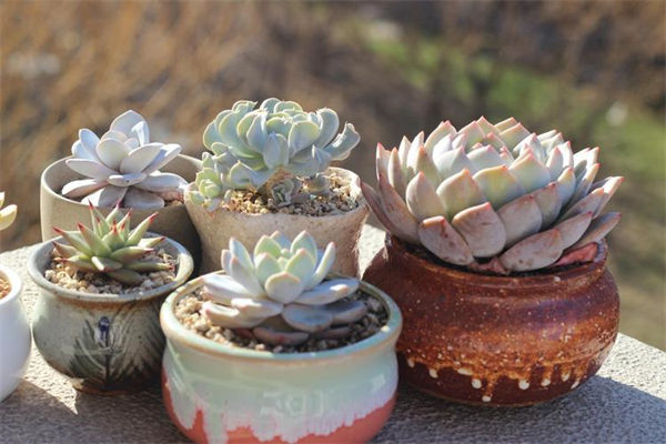 石莲花怎么养?