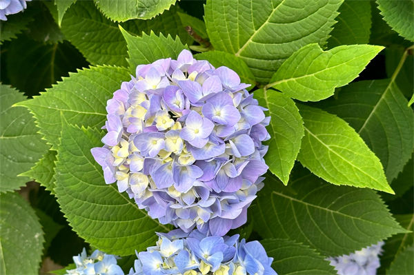 绣球花的养殖方法是什么?