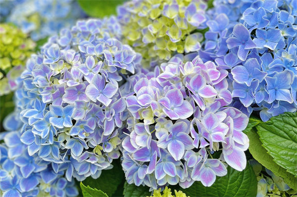 绣球花的养殖方法是什么?