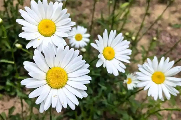 雏菊花语是什么?