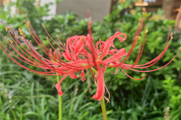 曼珠沙华花语是什么?