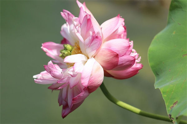 什么是并蒂花?