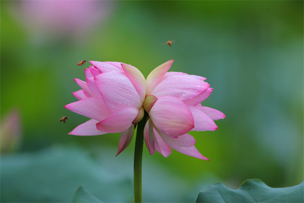 什么是并蒂花?