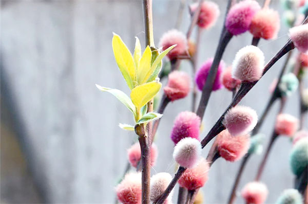 银柳是真花还是假花?