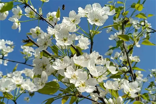 梨花是什么季节开的?