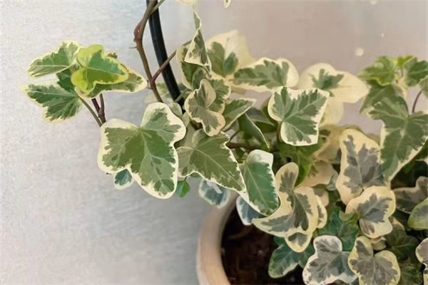 耐阴植物有哪些?