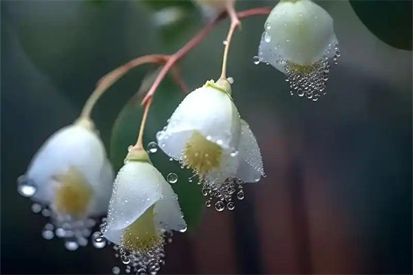 蓝桉的花语是什么?