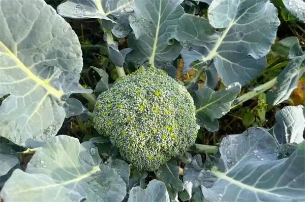 西兰花的花语是什么?