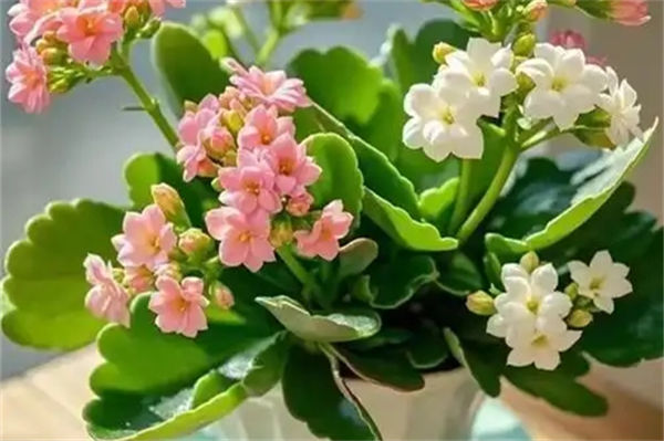 长寿花为什么致癌?