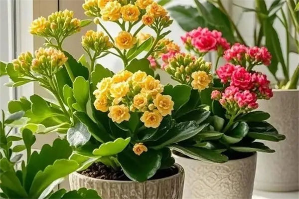 长寿花为什么致癌?