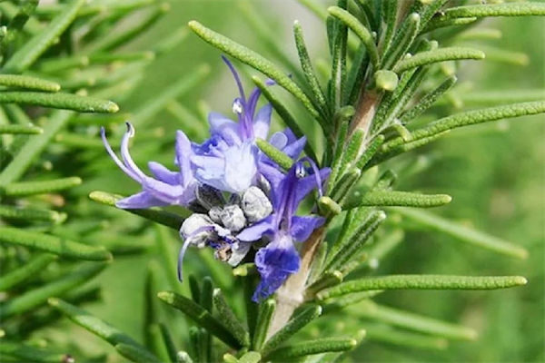 迷迭香的花语是什么?