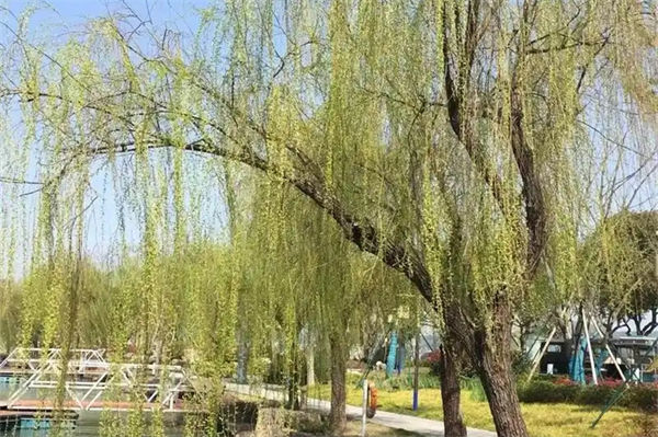 柳絮是柳树的什么?