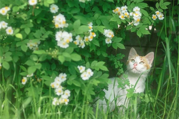 野蔷薇花语是什么?
