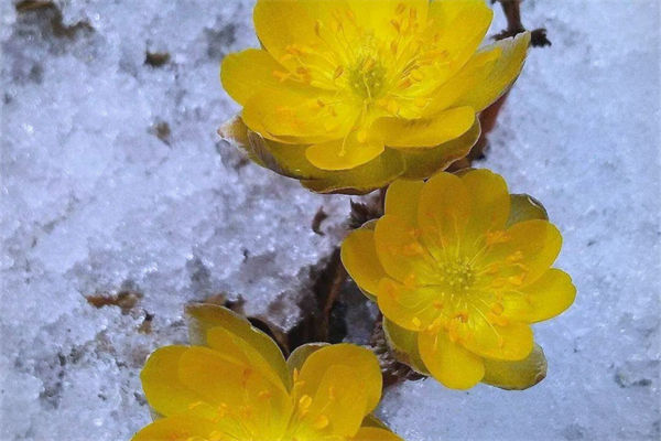 冰凌花的花语是什么?