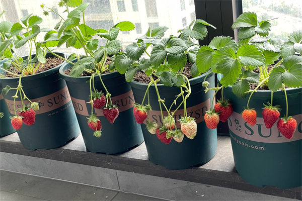 草莓怎么种植方法是什么?