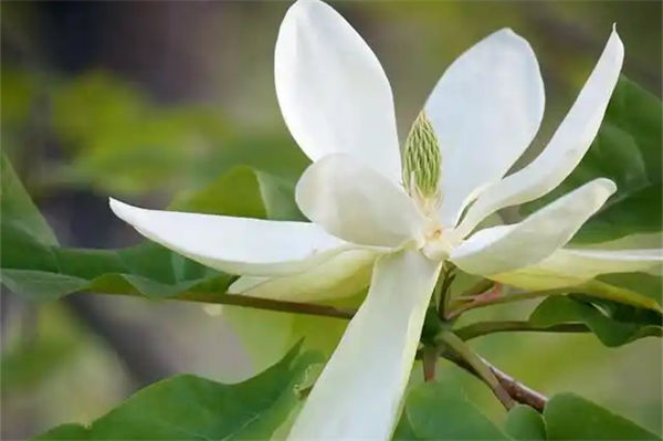 白兰花花语是什么?