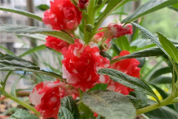 茶花凤仙是什么花?