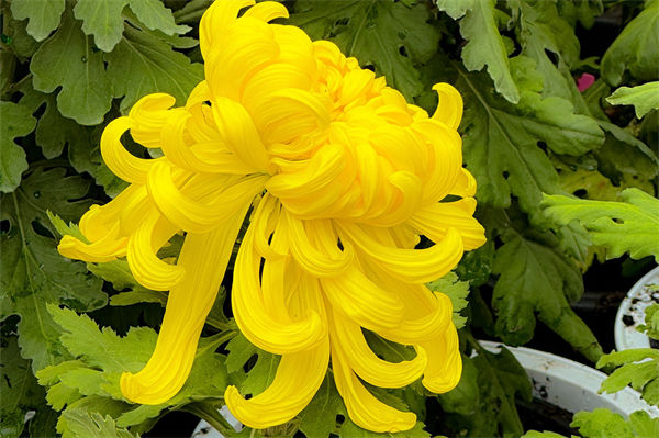 黄菊花代表什么?
