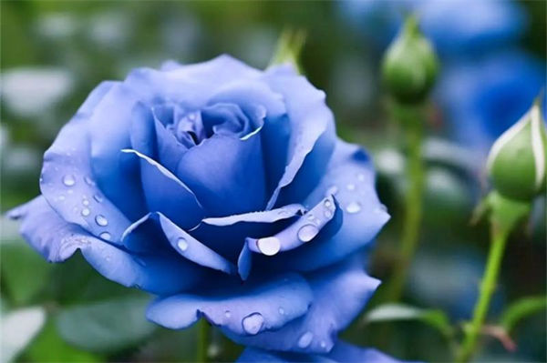 蓝玫瑰的花语是什么?