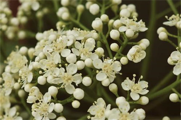石楠花为什么叫最污花?