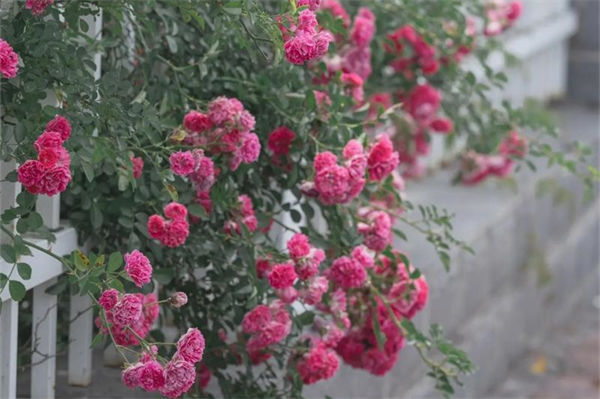 蔷薇花的花语是什么?