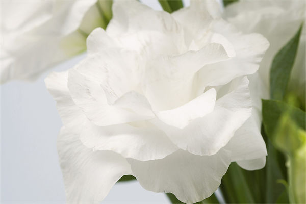 白色康乃馨的花语是什么?