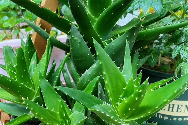 芦荟怎么养？