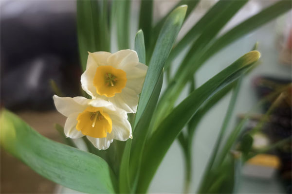 水仙花花语是什么?
