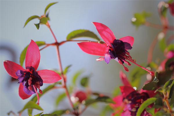 灯笼花怎么养?