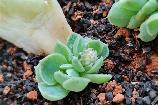 叶插多肉的步骤是什么?
