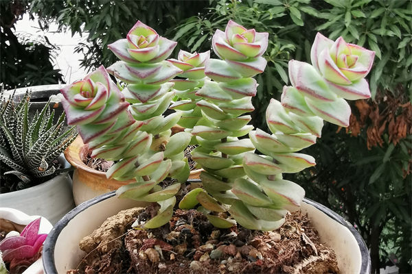钱串子花怎样分株移盆?