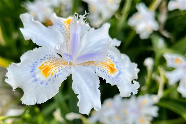 蝴蝶花怎么养?