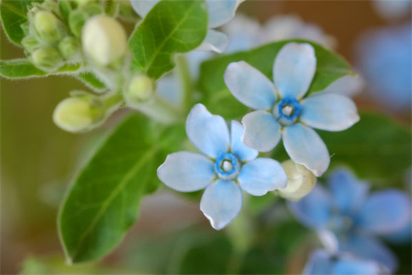 蓝星花的花语是什么?