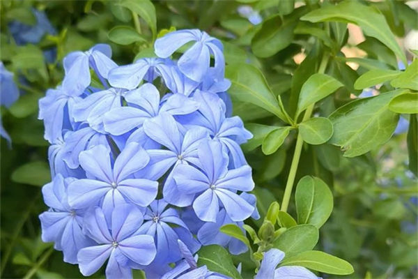 蓝雪花的花语是什么?