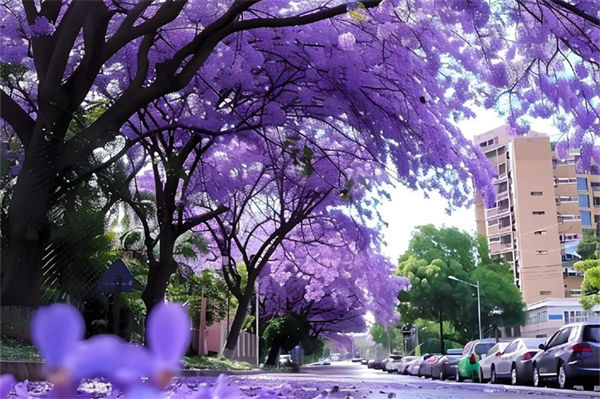 蓝花楹花语是什么?