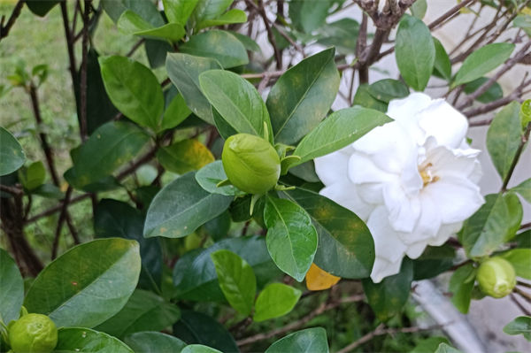 栀子花怎么养?