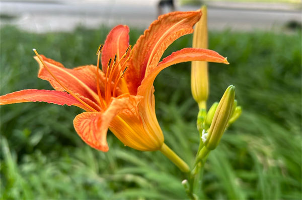 萱草花语是什么?