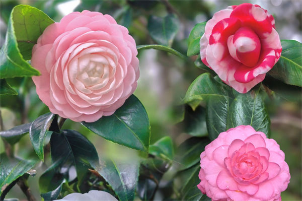 山茶花的养殖方法是什么?