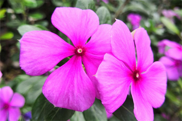 长春花花语是什么?