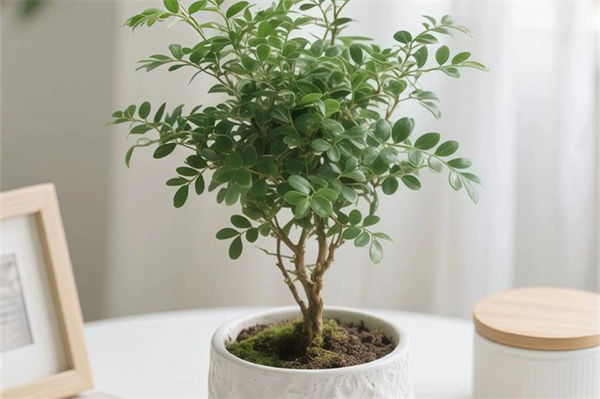 清香木为什么老掉叶?