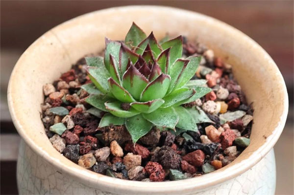 观音莲的养殖方法是什么?