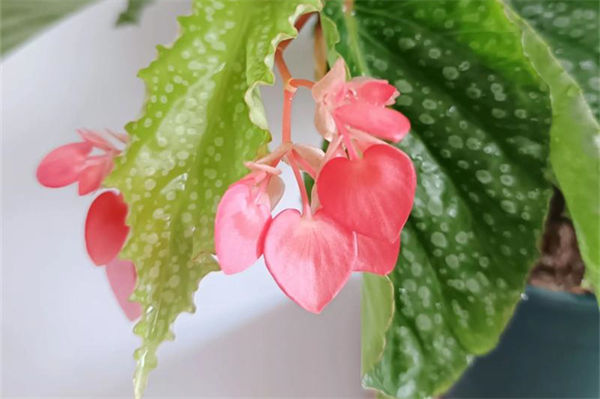 秋海棠花语是什么?