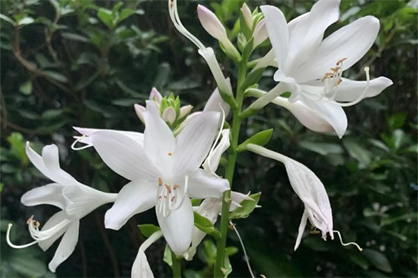 玉簪花几月份开花?