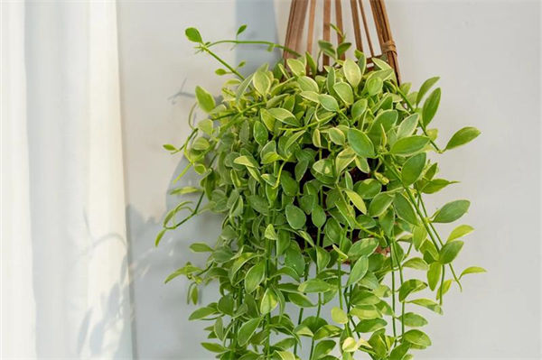 吊兰的养护要注意什么?