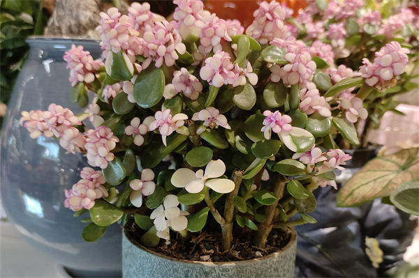 金枝玉叶花卉怎么养?